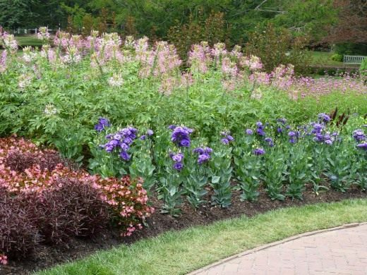 Цветник (Flower-garden)