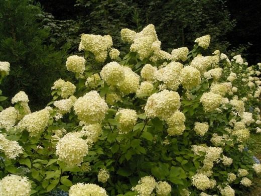 Гортензия метельчатая (Hydrangea paniculata)