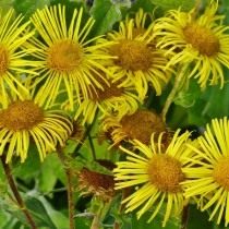 Девясил британский (Inula britannica) Девясил британский (Inula britannica)