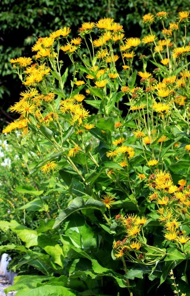 Девясил высокий (Inula helenium) Девясил высокий (Inula helenium)