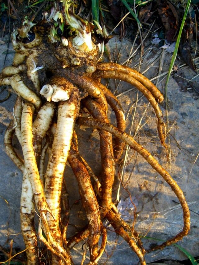 Корни девясила Корни девясила