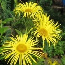 Девясил великолепный (Inula magnifica) Девясил великолепный (Inula magnifica)