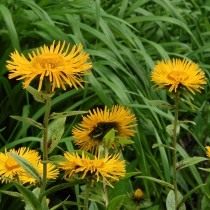 Девясил восточный (Inula orientalis) Девясил восточный (Inula orientalis)
