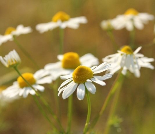 Ромашка аптечная, или Ромашка лекарственная, или Ромашка ободранная (Matricaria chamomilla)