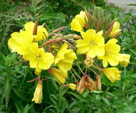 Энотера (Oenothera)