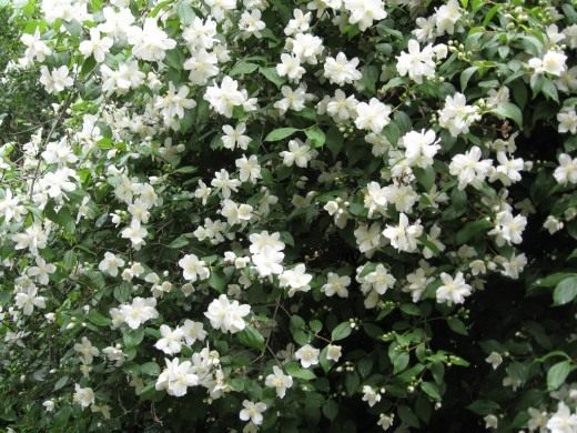 Чубушник (Philadelphus)