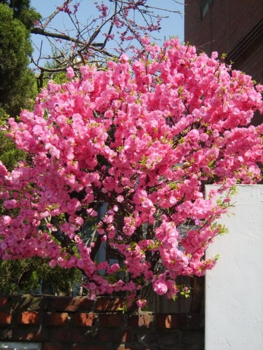 Слива трёхлопастная, Миндаль (Prunus triloba)