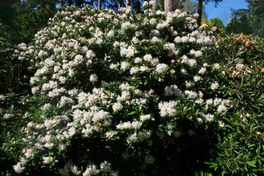 Рододендрон кавказский (Rhododendron caucasicum) Рододендрон кавказский (Rhododendron caucasicum)