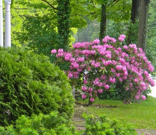 Декоративные кустарники - Цветник и ландшафт Рододендрон остроконечный (Rhododendron mucronulatum)