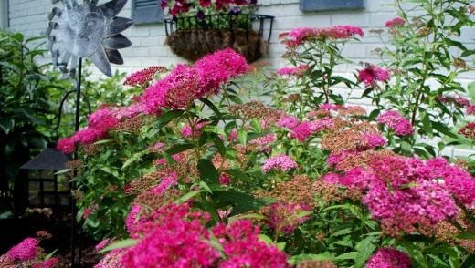 Спирея (Spirea)