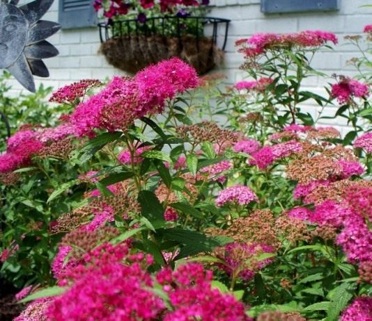 Спирея (Spirea)