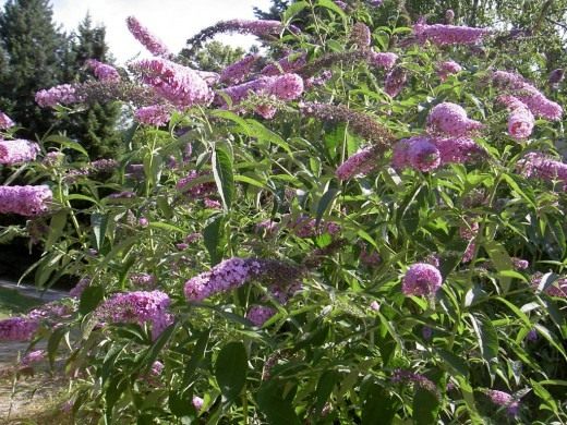 Буддлея Давида (Buddleja davidii)