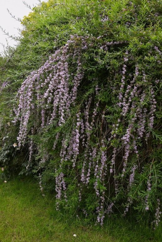 Буддлея очереднолистная (Buddleja alternifolia)