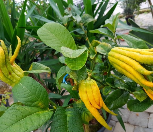 Цитрон (Citron)