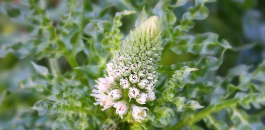 Резеда белая (Reseda alba)