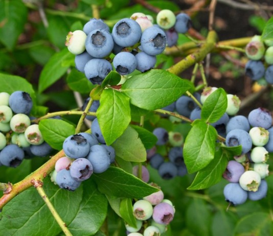 Голубика высокорослая «Северная земля» (Vaccinium corymbosum 'Northland')