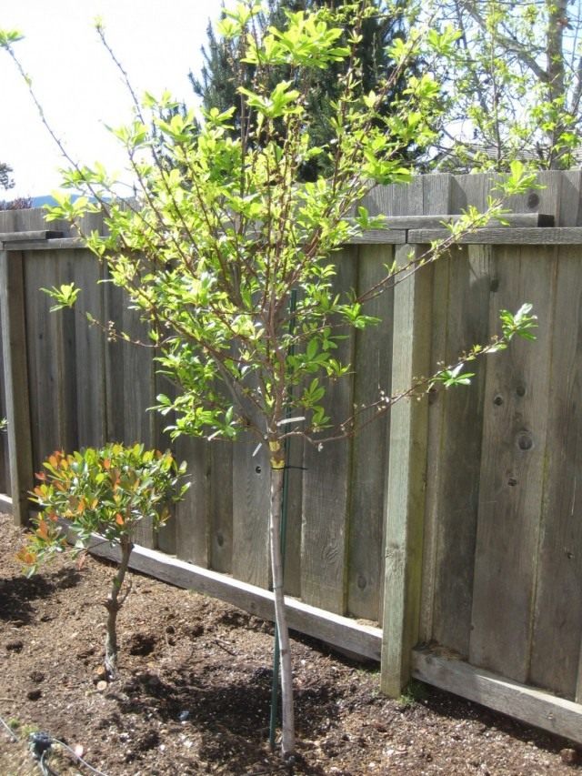 Слива домашняя (Prunus domestica)