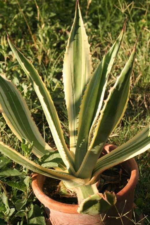 Агава американская (Agave americana)