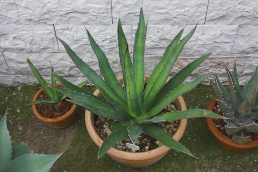 Агава Функа (Agave funkiana)