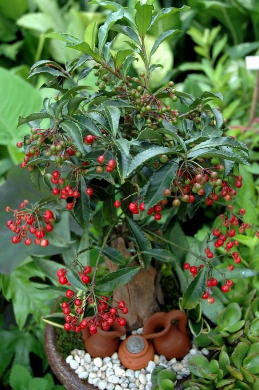 Ардизия (Ardisia) Ардизия (Ardisia)
