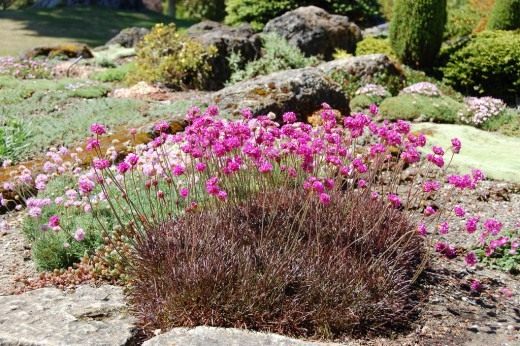 Армерия приморская (Armeria maritima)