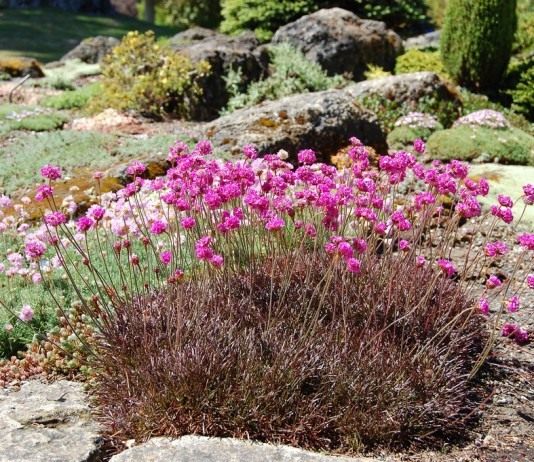 Армерия приморская (Armeria maritima)