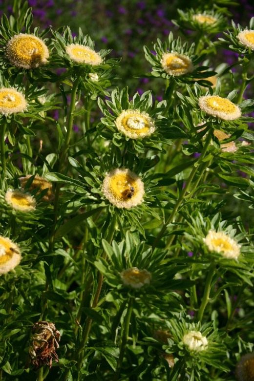 Астра (Aster)
