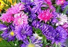 Астра (Aster)