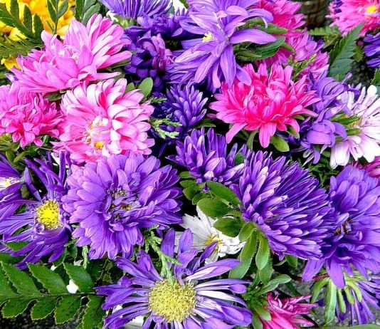 Астра — россыпь салюта - Цветник и ландшафт Астра (Aster)