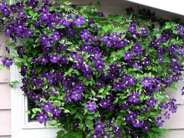 Ломонос Жакмана, или клематис Жакмана (Clematis Jackmanii)