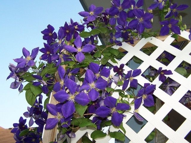 Ломонос Жакмана, или клематис Жакмана (Clematis Jackmanii)