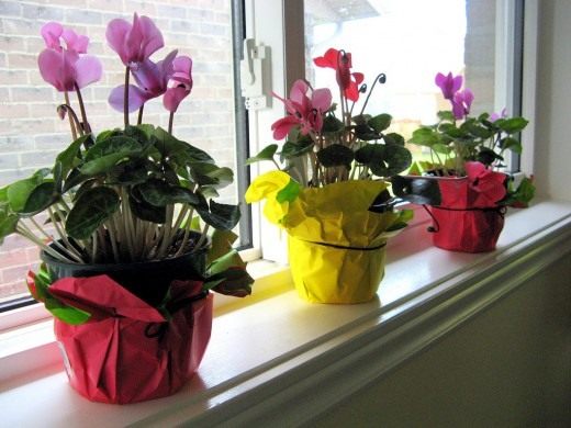 Цикламен (Cyclamen)