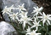 Эдельвейс альпийский (Leontopodium alpinum)