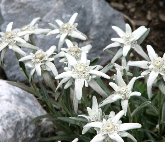 Эдельвейс альпийский (Leontopodium alpinum)
