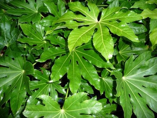 Фатсия (Fatsia)