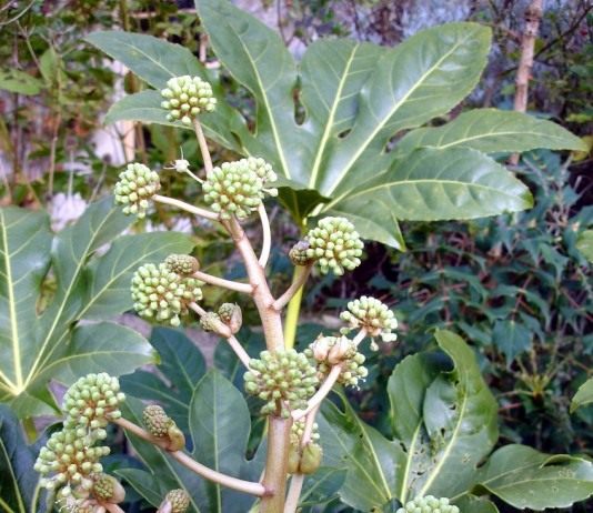 Фатсия (Fatsia)
