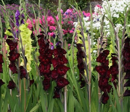 Гордый красавец — гладиолус - Цветы многолетние Гладиолус (Gladiolus)