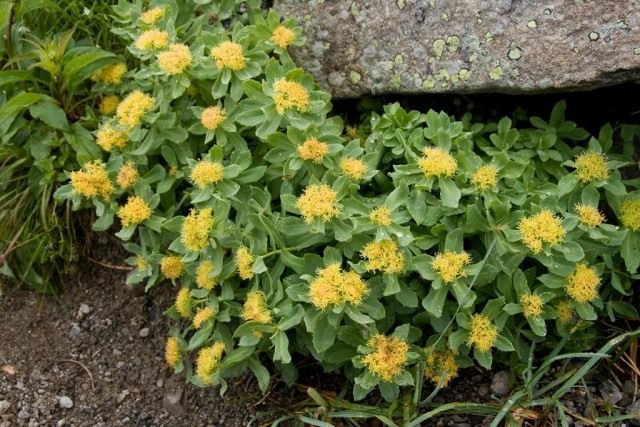 Родиола розовая, золотой корень (Golden Root) Родиола розовая, золотой корень (Golden Root)