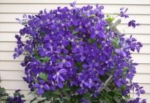 Ломонос Жакмана, или клематис Жакмана (Clematis Jackmanii)