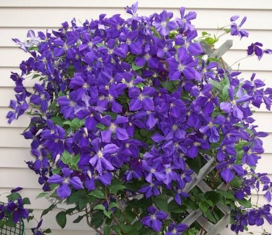 Ломонос Жакмана, или клематис Жакмана (Clematis Jackmanii)