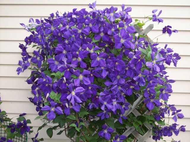Ломонос Жакмана, или клематис Жакмана (Clematis Jackmanii)
