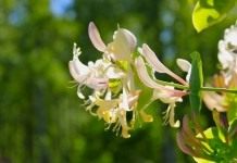 Каприфоль, или Жимолость каприфоль (Lonicera caprifolium)