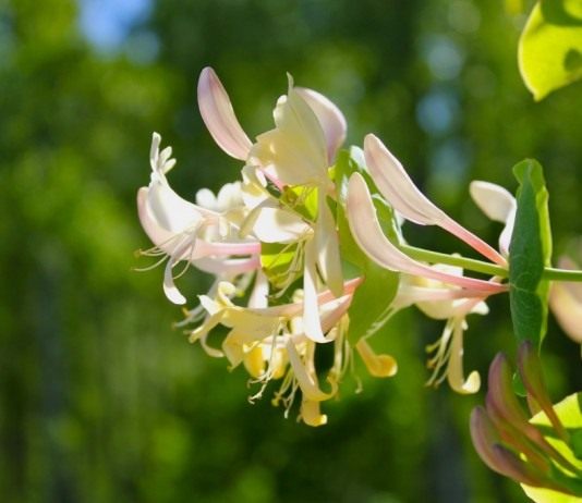 Каприфоль, или Жимолость каприфоль (Lonicera caprifolium)