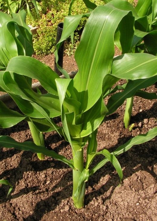 Кукуруза (Maize)