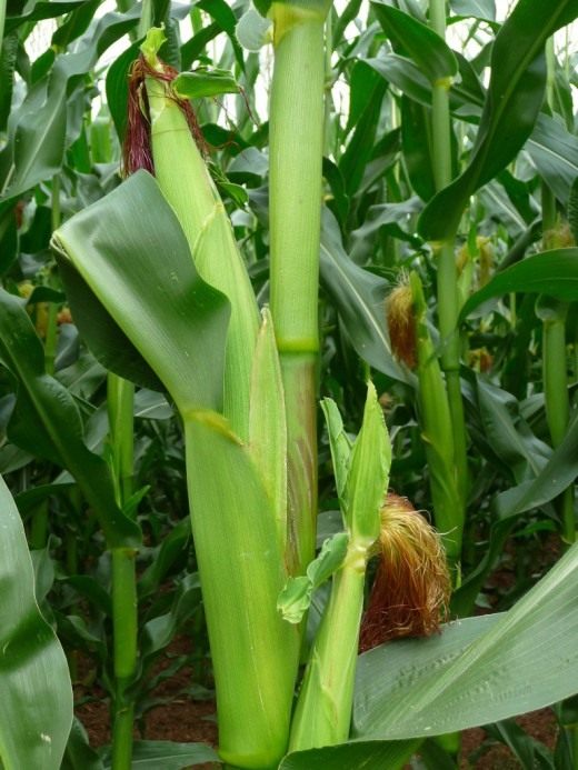 Кукуруза (Maize)