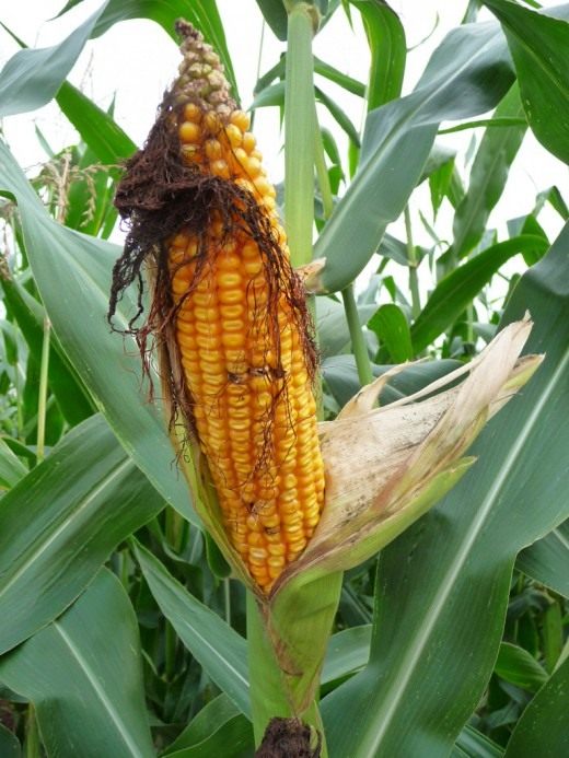 Кукуруза (Maize)