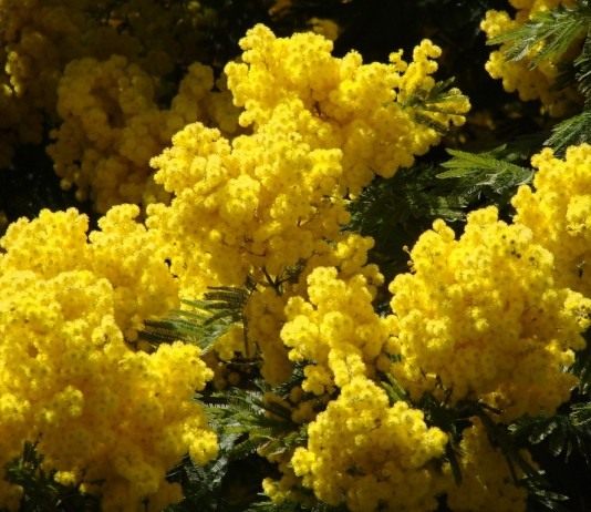 Акация серебристая, Мимоза