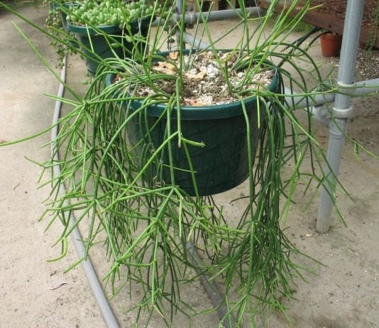 Рипсалис (Rhipsalis)