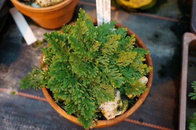 Селагинелла (Selaginella)