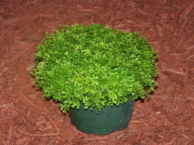 Селагинелла (Selaginella)